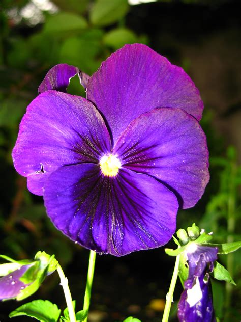 February Birth Flower Violet Flower Information