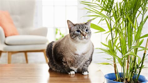I have a feeling they are going to be my new favorite. 5 Air-Purifying Plants That Are Safe for Pets, and Several ...