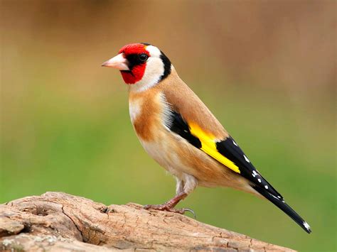 Common British Birds In Your Garden Lovethegarden