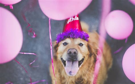 Dog with party hat sticking out its tongue while standing in front of birthday cake. Dog Happy Birthday - Wallpaper, High Definition, High Quality, Widescreen