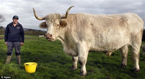 Karya seni lembu sebagai perlengkapan upacara ngaben di bali. Wow..!!! Ada Lembu Raksasa di Inggris | Dari Mana Aja