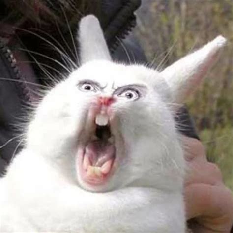 Create Meme Bell Bunny Meme Screaming Rabbit Meme Screaming Hare