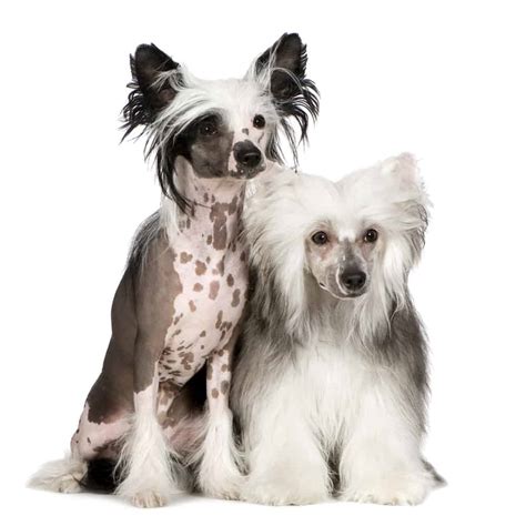 Chinese Crested Hairless Dog Sam