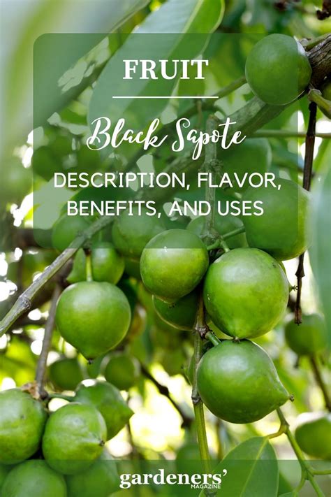 Black Sapote: Description, Flavor, Benefits, And Uses - Gardeners' Magazine