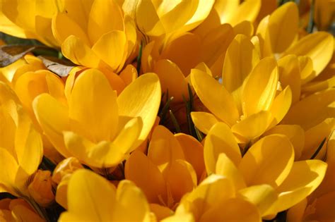 Crocuses Monika Flickr