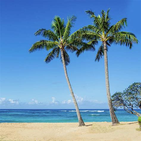 Coconut Palm Trees On The Hawaiian Beach Art Print By Elena Chukhlebova