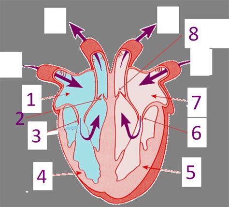 Labeling Parts Of The Heart Lovely Parts The Heart Proprofs Quiz