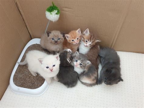 Half Norwegian Forest Kittens For Sale In Shoreham By Sea West