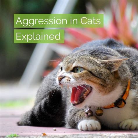 Aggression In Cats Explained Vetbabble Cats Cat Attack Aggressive