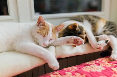 Cats Sleeping Cats Only Veterinary Clinic