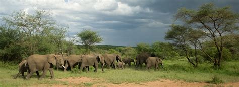 Visiter Le Parc National Du Tarangire Tanzanie A Faire à Voir à Le