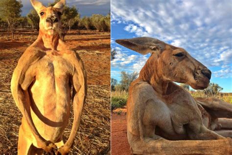 Australias Muscular Kangaroo Roger Dies Aged 12 World News Asiaone