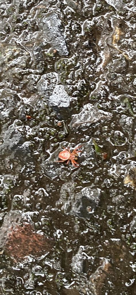 Beautiful Bright Red Spider With White Markings In Oregon Rwhatsthisbug