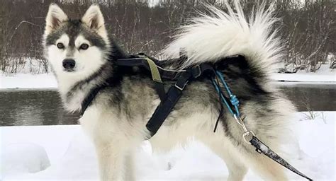 Alaskan Klee Kai Dog Breed Price Lifespan Temperament And Size