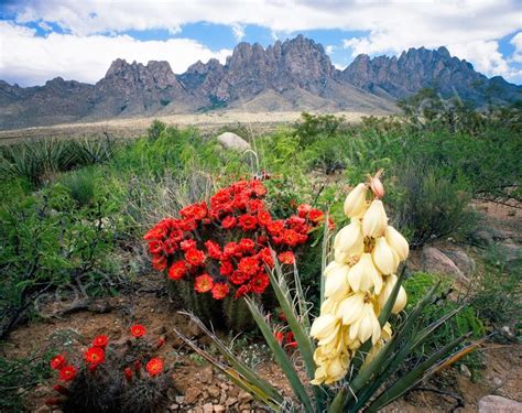 New Mexico Spring New Mexico Landscape Photography Mexico
