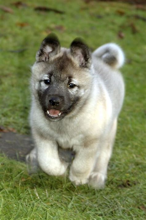 Norwegian Elkhound Dog Breed Information And Pictures Petguide In