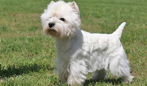 20 Of The Most Popular Small Dog Breeds