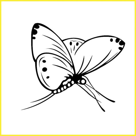 Gambar sketsa hewan kupu kupu. +2021 Gambar Sketsa Kupu-Kupu: Indah, Cantik, Mudah Dibuat - Sindunesia