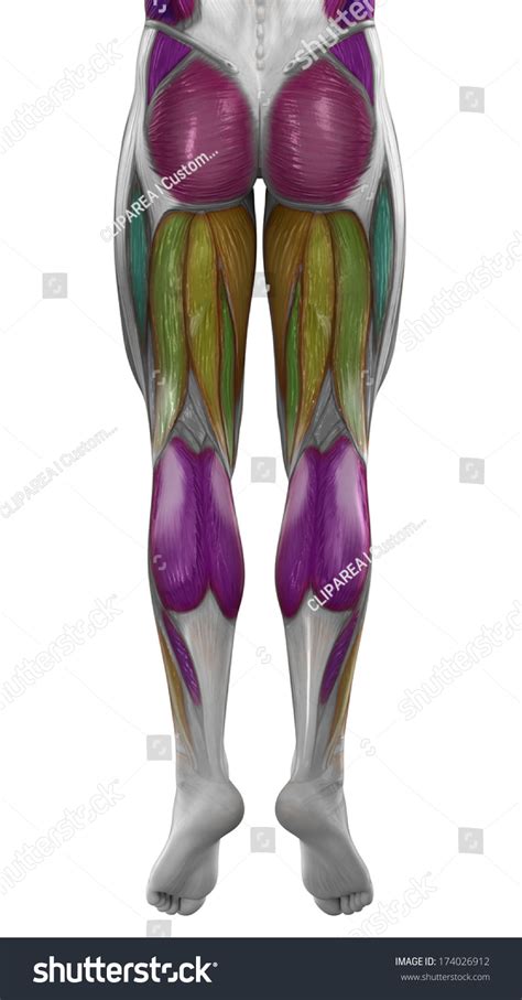 Male Posterior Legs Muscles Map Colorized Stock Illustration 174026912