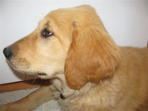 Golden Retriever Puppy Wfluid Bump On Head Golden Retriever Dog Forums