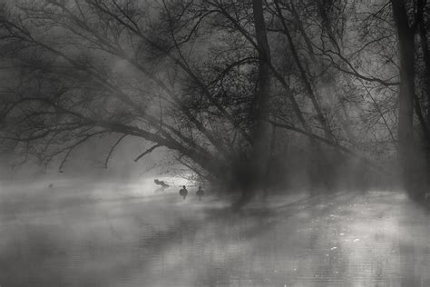 Free Images Tree Nature Forest Branch Snow Winter Light Black