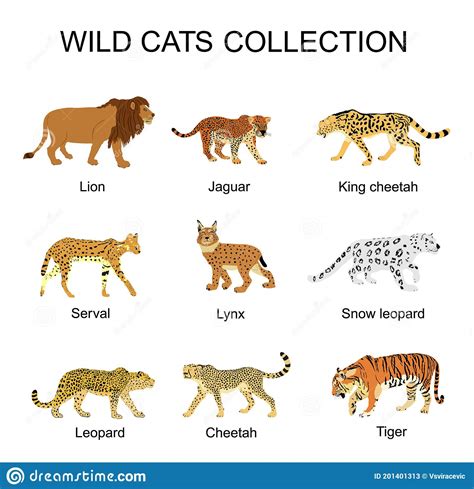 Wild Cats Collection Vector Illustration Isolated On White Background