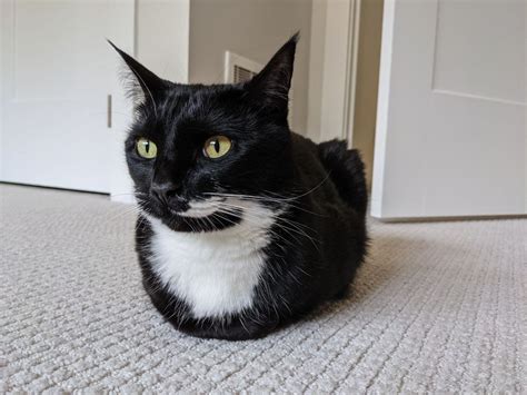 Her Loaf Technique Has Reached Its Peak Rcatloaf