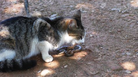 Feral Cats Kill Over A Million Reptiles A Day In Australia Iflscience