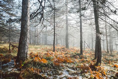 Early Winter Forest Landscape Del Colaborador De Stocksy Aleksandra