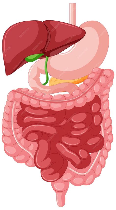 Anatomia Do Trato Gastrointestinal Para Educação Vetor Grátis