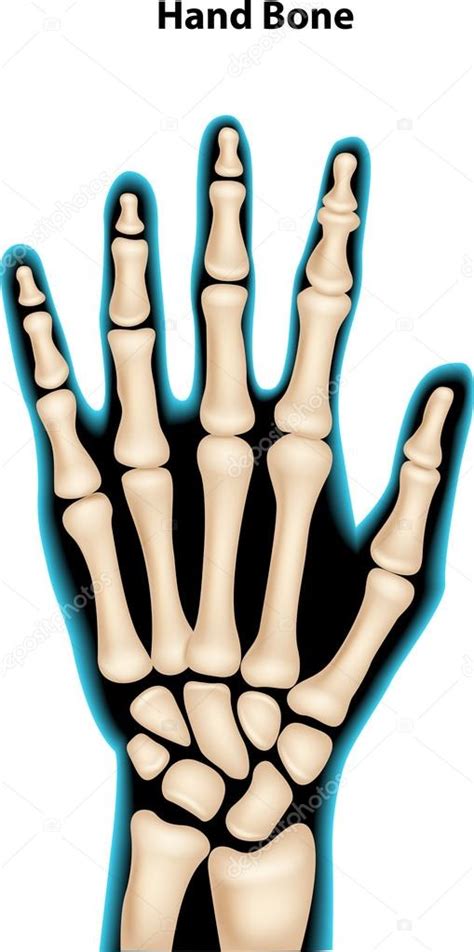 Иллюстрация кости руки — Векторное изображение © Tigatelu 106299122