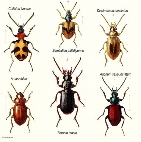 Insects Of Britain And Ireland Coleoptera Families Carabidae