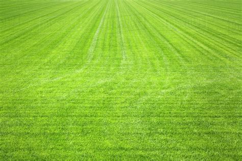 Large Field Of Green Grass Stock Photo Dissolve