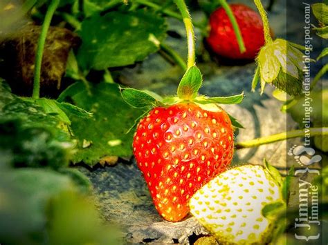 Baguio Strawberry Fields La Trinidad Forever Traveling By Default