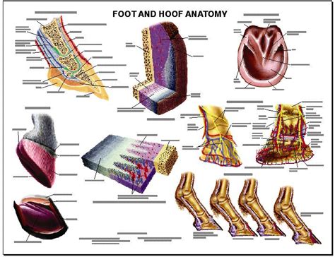 Lfa 2540 Equine Foot And Hoof Anatomy Wall Chart