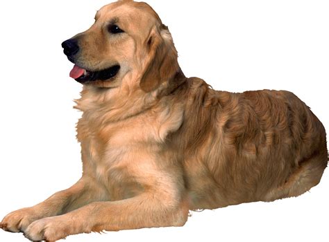 Dog Png Transparent Images Pictures Photos 4ae