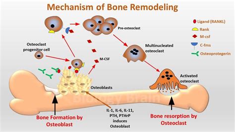 Process Of Bone Remodeling Osteoclast Osteoblast Nursing Notes