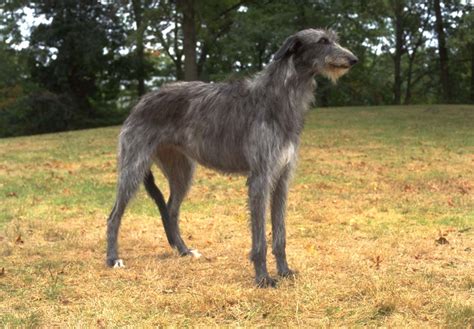 Find scottish deerhound puppies for sale with pictures from reputable scottish deerhound breeders. Scottish Deerhound Puppies For Sale - AKC PuppyFinder