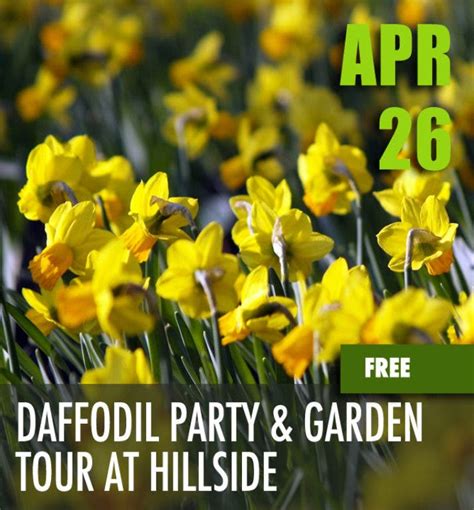 Daffodil Party Garden Tour At Hillside Newport RI Patch