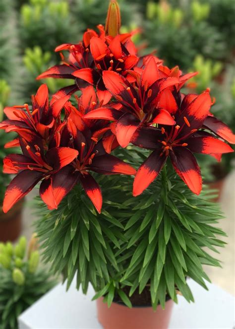 Lilium Asiaticum Tiny Ink Tiny Ink Asiatic Lily Green Barn Garden