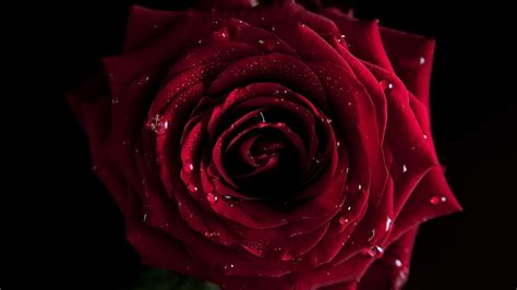10 Top Dark Red Rose Wallpapers Full Hd 1080p For Pc Desktop 2021