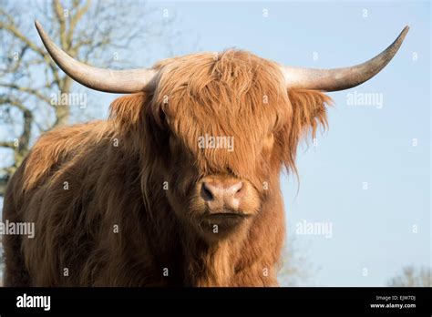 Highland Cow In Winter In Scotland Stock Photo Alamy