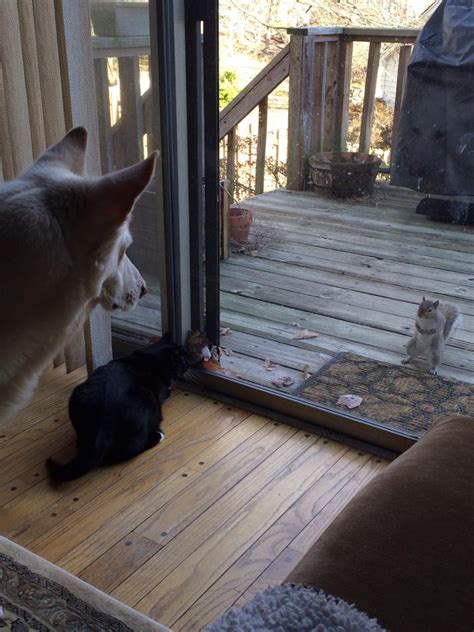 Dog And Cat Vs Squirrel Stare Down Imgur