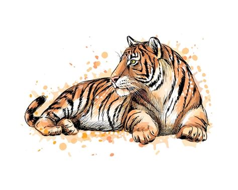 Premium Vector Portrait Of A Lying Tiger From A Splash Of Watercolor