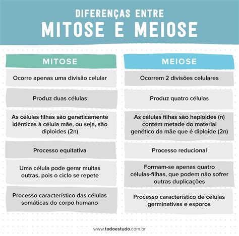 Mitose E Meiose Entenda Quais São As Diferenças Entre Os Processos