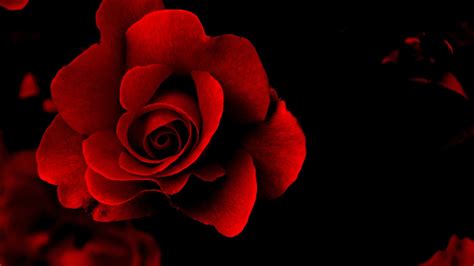 Download Red Rose Wallpaper Flowers Hd Pictures One By Maryc14 Red