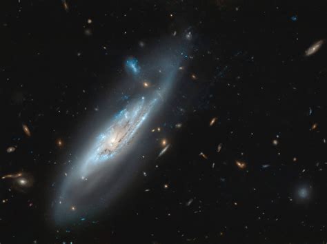 Estrelas brilhantes de ouro, poeira cintilante. El Hubble observa una hermosa galaxia espiral de brazos ...