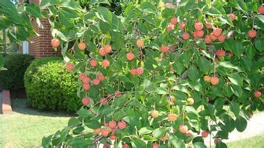 In this companion volume to chez panisse vegetables , discover more than 200 recipes for both sweet and savory dishes featuring fruit. What's that tree growing at a church in Scottsboro? Harvey ...