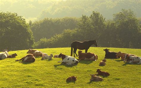 Animals Horses Cows Calf Calves Nature Landscapes Babies