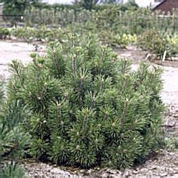 Dwarf Mugo Pine Pumilio Pinus Mugo Mughus Trees And Shrubs Shrubs